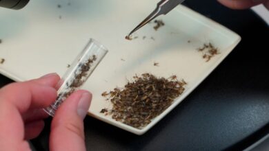 West Nile Virus Activity Rises in Europe as Greece and Italy Report Surge
