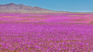 El Niño Rains Transform Atacama Desert Into Vast Floral Landscape