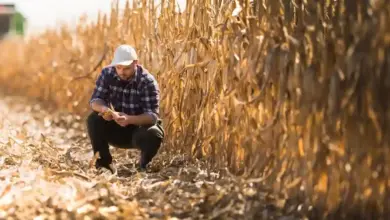 Central Europe’s Historic Drought Exposes Water Management Failures and Industrial Strains