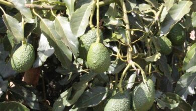 Kenya Halts Avocado Sea Exports to Protect Quality Amidst Supply Shortages