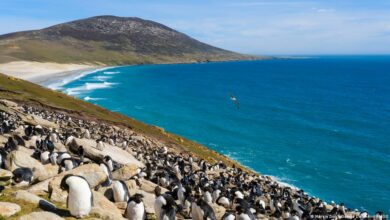 Argentina issues two-week ultimatum to UK over Falklands oil project