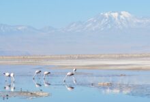 Record rains transform Atacama Desert into vast wildflower carpet