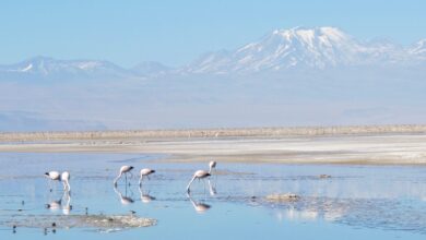 Record rains transform Atacama Desert into vast wildflower carpet