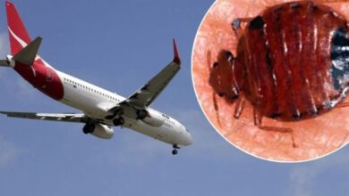 Qantas cancels Rome-Perth flight and apologizes after bedbug infestation strands passengers