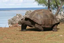 Seychelles’ Aldabra Atoll Hosts Record 180,000 Giant Tortoises, Study Finds