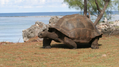 Seychelles’ Aldabra Atoll Hosts Record 180,000 Giant Tortoises, Study Finds