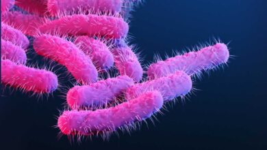 Sexually Transmitted Shigella Infections Rise with Growing Drug Resistance, CDC Warns