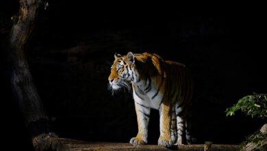 Man dies after entering tiger enclosure at northern England wildlife park