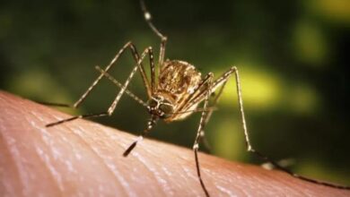 North Carolina Reports Two West Nile Virus Deaths as 2026 Season Begins Early