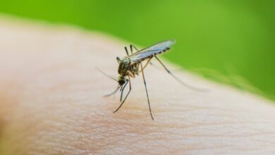 France reports 25 local Chikungunya cases as summer surge prompts mosquito control measures