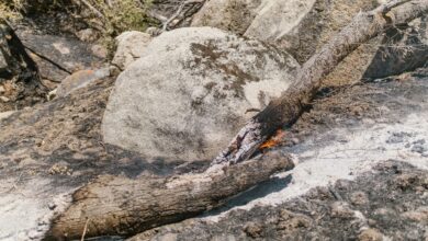 Settlers attack Palestinian farmers and burn olive trees in West Bank