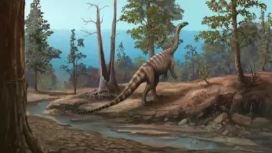 Forgotten 100-year-old skull reveals new tiger-sized predator on Isle of Wight