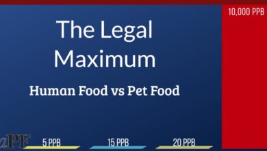 New Testing Reveals Elevated Heavy Metals in Dry Dog Food, Highlighting Regulatory Gaps