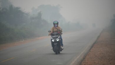 Borneo wildfires injure endangered orangutans as haze triggers regional health crisis